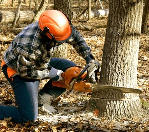 Tree Removal in Lamona, WA